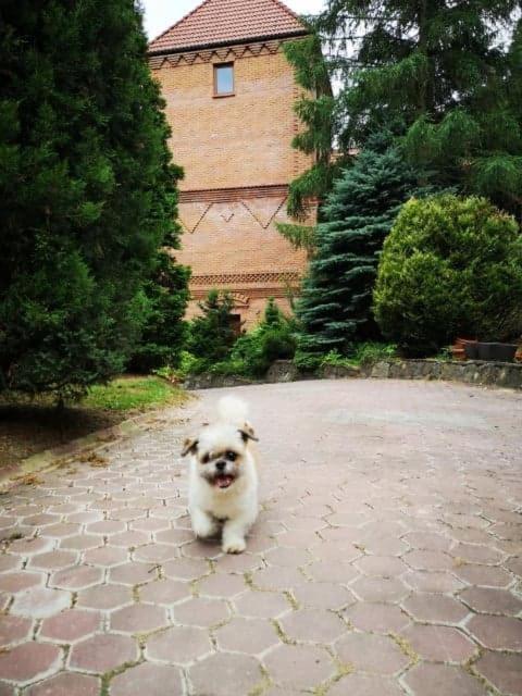 Zamek Ostrowski Villa Chojnik Luaran gambar